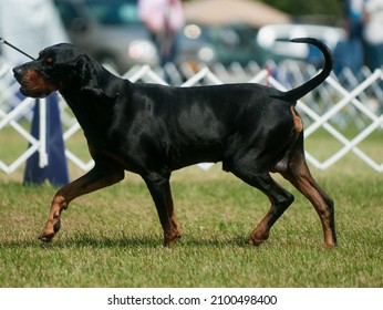 Black and Tan Coonhound walking in profile at dog show - Shutterstock ID 2100498400
