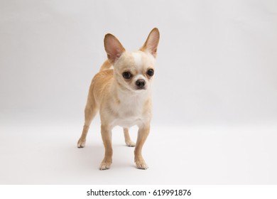 black and tan cream long coated Chihuahua isolated over white background 