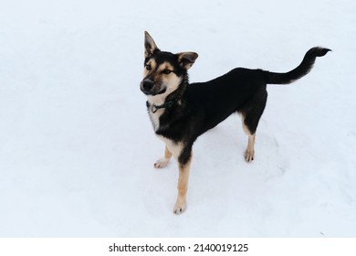 Black And Tan Cute Alaskan Husky Puppy. Dog With Funny Ears In Different Directions Is Standing In Snow And Looking Up. Funny Mutt In Shelter.