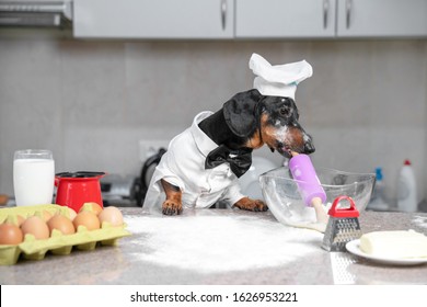 Black and tan dachshund baker wearing white chef hat and robe in the kitchen, in cooking process. Holds dough roll in the mouth, ingredients on the table. Indoors, funny picture.