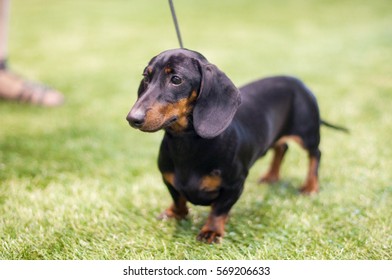 Black Tan Dachshund Dog Stock Photo 569206633 | Shutterstock