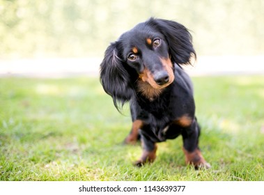 A Black And Tan Dachshund Dog Listening With A Head Tilt