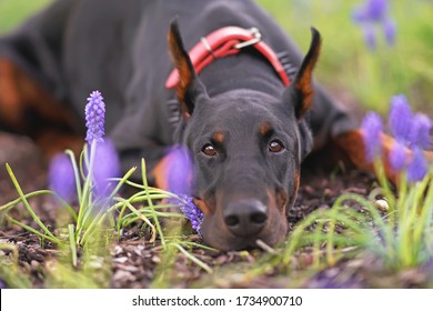 Black and tan Doberman dog with cropped ears wearing a red stylish leather collar with black spikes and lying down in a green grass with purple Muscari flowers in spring