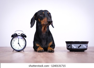 Black and tan dog breed dachshund sit at the floor with a bowl and alarm clock, cute small muzzle look at his owner and wait for food.  Live with schedule, time to eat.