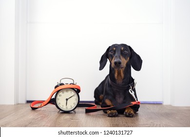 Black and tan dog breed dachshund sit at the door with a leash and alarm clock, cute small muzzle look at his owner and wait for a walk. Live with schedule, time to walk outdoor.