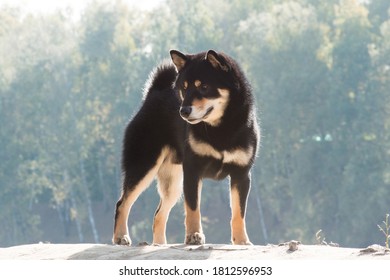 Black and tan dog, Japanese Shiba Inu breed, outdoors, standing on a dais in the autumn in the sunlight