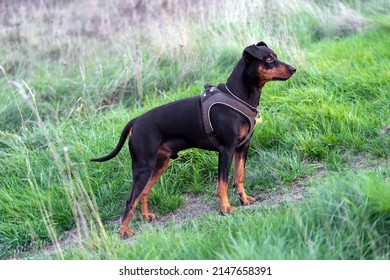 Black and tan german pinscher portrait on summer time. Tan-and-black German Pinscher with uncropped tail and ears standing in green grass