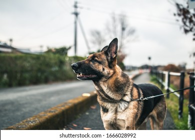 A Black And Tan German Shepherd Is Tied To A Pole. He Is Sniffing The Air And Looks Very Calm. The Dog Is A Big Male. The Dog Is Outside And The Weather Looks Very Cloudy And Rainy. The Dog Is Dry. 