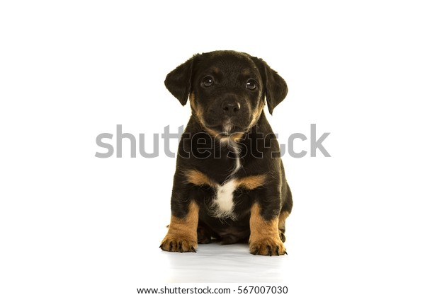 Black Tan Jack Russel Puppy Sitting Stock Image Download Now