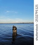 Black and tan kelpie dog Memie at the beach