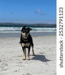 Black and tan kelpie dog Memie at the beach