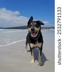 Black and tan kelpie dog Memie at the beach