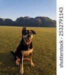 Black and tan kelpie dog Memie at the beach