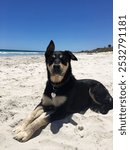 Black and tan kelpie dog Memie at the beach