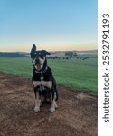 Black and tan kelpie dog Memie at the beach