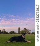 Black and tan kelpie dog Memie at sunset