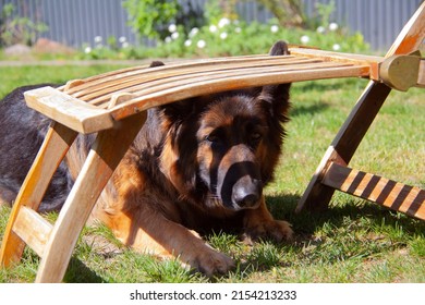 Black and tan long coat German Shepherd Dog lying under a wooden garden chair with the tip of her ears sticking out of the chair