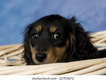 Black Tan Longhaired Miniature Dachshund Stock Photo Edit Now 22703872