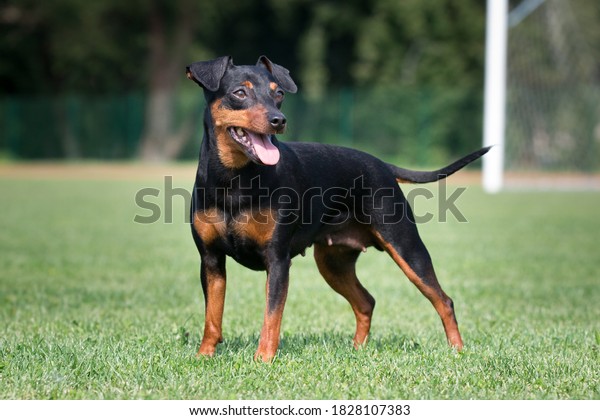 Black and tan miniature pinscher portrait on summer\
time.  German miniature pinscher standing outdoors on a wooden pier\
with green background. Smart and cute Min Pin with funny ears and\
round eyes