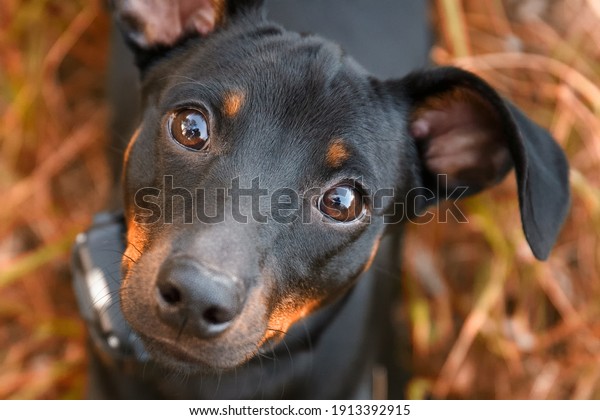 Black and tan\
miniature pinscher portrait on autumn time. German miniature\
pinscher sit outdoors on autumn  background. Smart and cute pincher\
with funny ears and round\
eyes