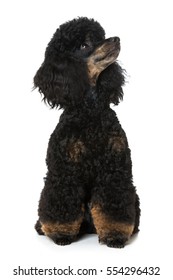 Black tan poodle isolated on white