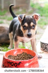 Black And Tan Shepherd Mix Rescue Shelter Puppy Eating Kibble From A Hand Painted Bowl And Looking Up At Camera