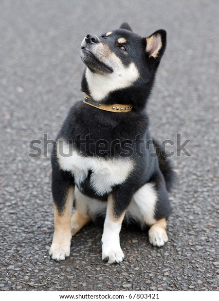 Black Tan Shiba Inu Dog Age Stock Photo Edit Now