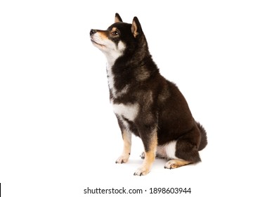 Black And Tan Shiba Images Stock Photos Vectors Shutterstock