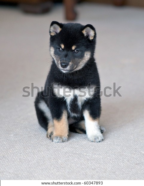 Black Tan Shiba Inu Puppy Stock Photo Edit Now 60347893