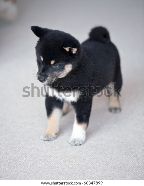 Black Tan Shiba Inu Puppy Stock Photo Edit Now 60347899