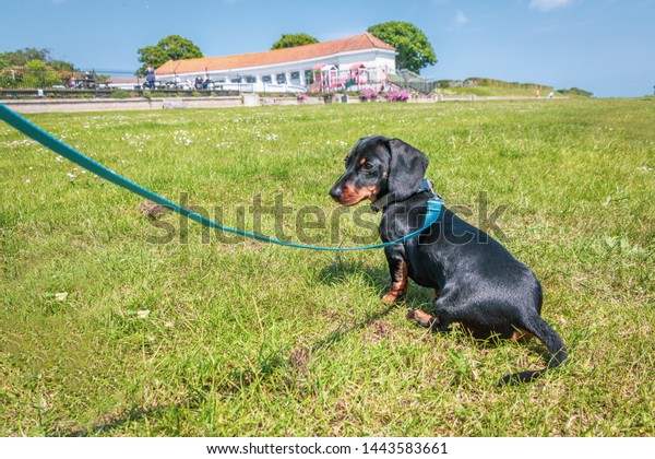 Black Tan Short Haired Miniature Dachshund Stock Photo Edit Now