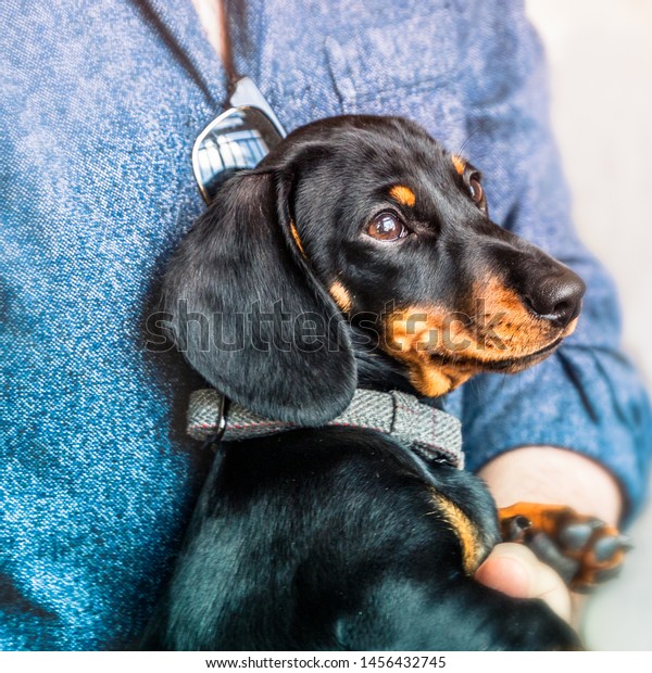 Black Tan Short Haired Miniature Dachshund Stock Image Download Now