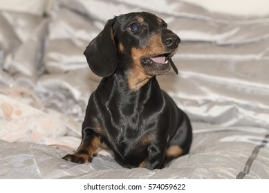 Miniature Dachshund Images Stock Photos Vectors Shutterstock