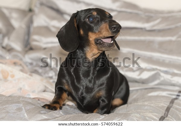 Black Tan Smoothhaired Miniature Dachshund Puppy Stock Photo Edit