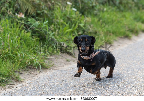 Black Tan Smoothhaired Miniature Dachshund Running Stock Photo