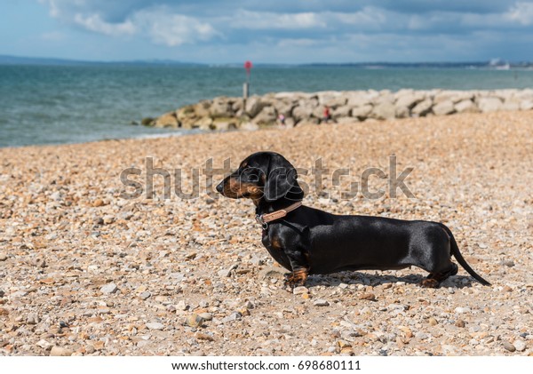 Black Tan Smoothhaired Miniature Dachshund Standing Stock Photo