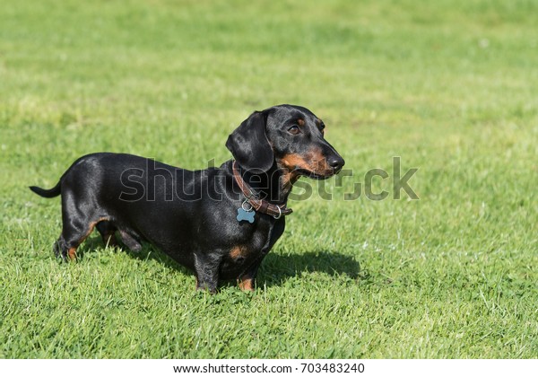 Black Tan Smoothhaired Miniature Dachshund Standing Stock Photo