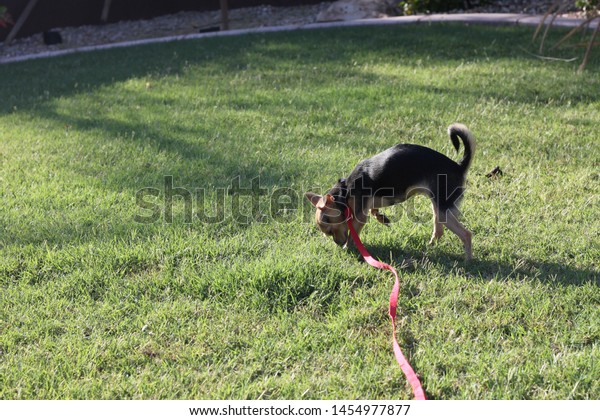 Black Tan Teacup Chihuahua 0052 Stock Photo Edit Now 1454977877