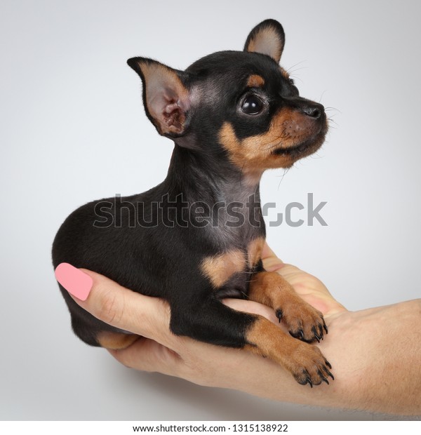 teacup miniature pinscher puppies