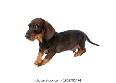 black and tan wire haired dachshund puppy in front of a white background