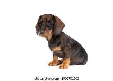 22,558 Black Sausage Dog Images, Stock Photos & Vectors 