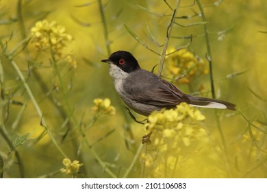 Black Tangle Head In Mustard Flower Wine