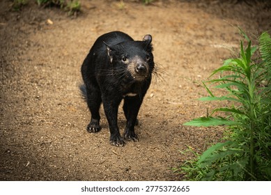 A black Tasmanian devil with sharp teeth and whiskers stands alert on a dirt path surrounded by natural vegetation