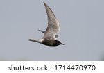 Black tern, Chlidonias niger. Bird in flight against the sky