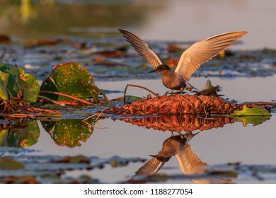 Black Tern (chlidonias Niger) In Danube Delta, Romania