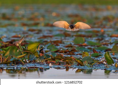 Black Tern (chlidonias Niger) In Danube Delta, Romania