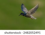 The black tern (Chlidonias niger) in flight. Gelderland in the Netherlands. Green background.                                 