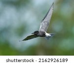 Black tern (Chlidonias niger) in its natural environment