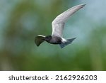 Black tern (Chlidonias niger) in its natural environment