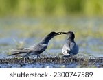 The black tern (Chlidonias niger) is a small tern generally found in or near inland water in Europe, Western Asia and North America